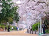 Nishi-Park-3