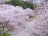 Nishi-Park-4