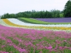 Furano-tomita13