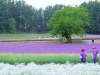 Furano-tomita15