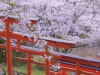 Ukiha-Inari-Shrine3
