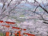 Ukiha-Inari-Shrine4